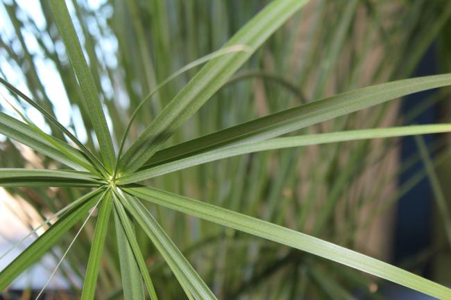 Cyperus papyrus
